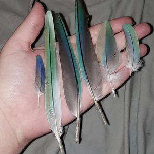 Iridescent Turquoise Quaker Feathers